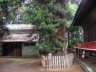 熊野神社ご神木