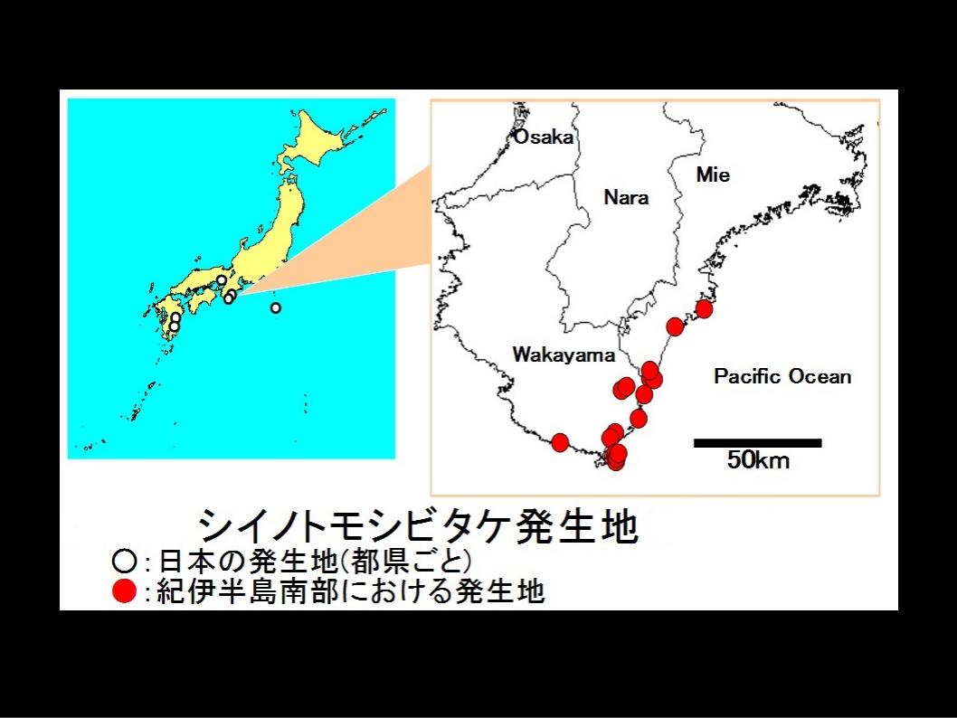 シイノトモシビタケ発生地