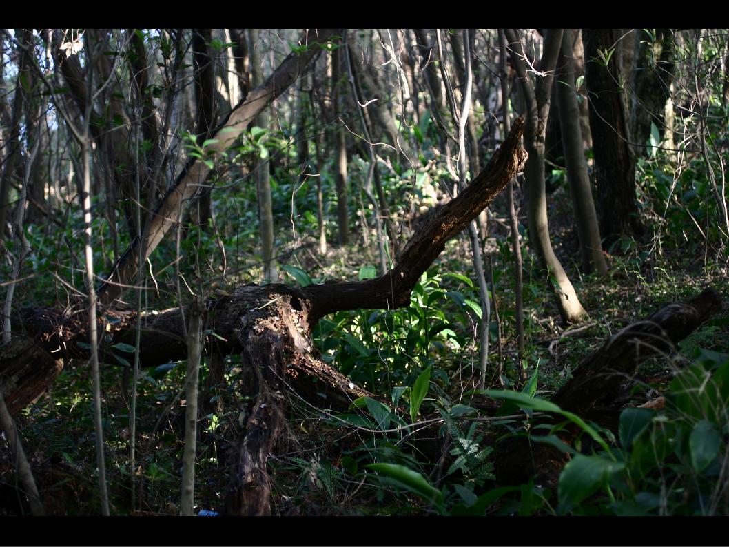 シイノトモシビタケの発生する林内