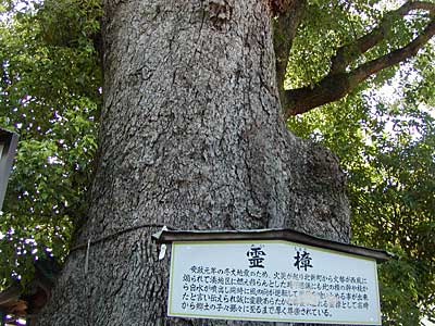 蟻通神社霊樟