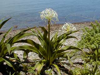 み熊野の浦 熊野の歌