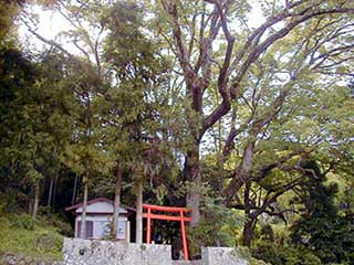 引作の大クス
