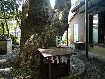 日吉神社御神木