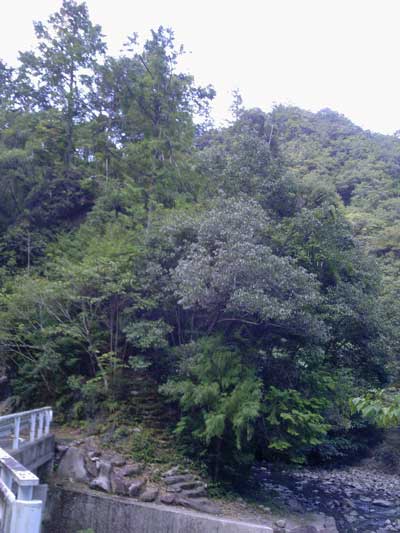 木葉神社跡