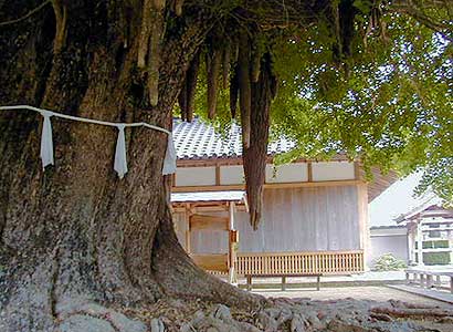 光泉寺の子授けイチョウ