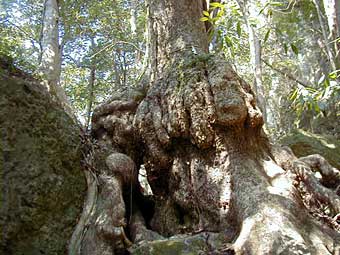 神内神社