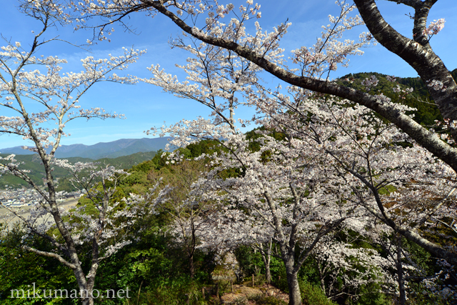 七越の峰の桜