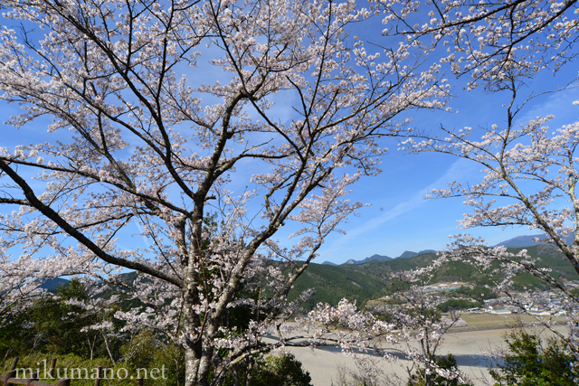 七越の峰の桜