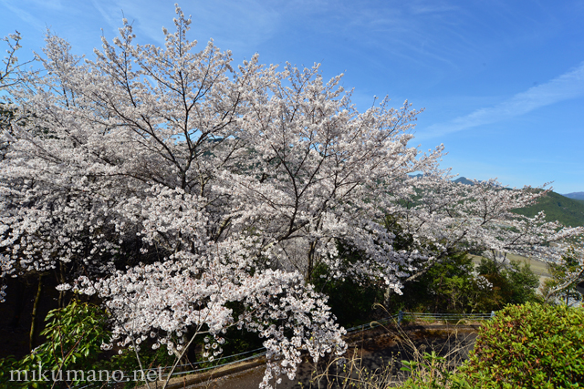 七越の峰の桜