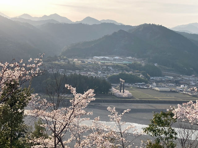 七越の峰の桜