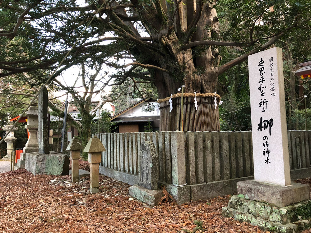 熊野速玉大社のナギ