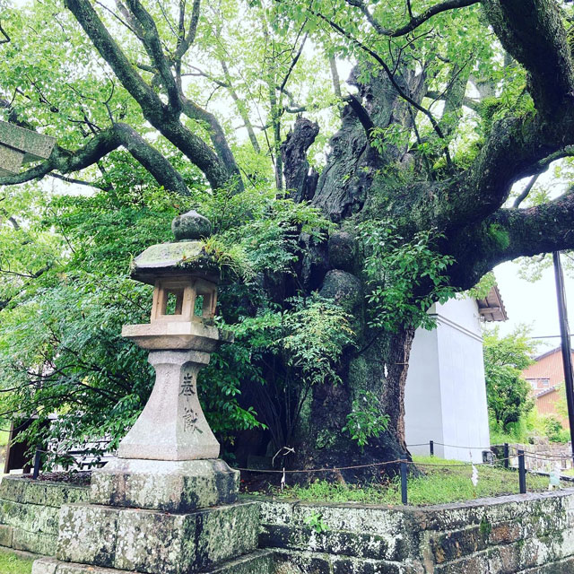 闘鶏神社御神木大楠