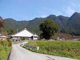 長全寺のナギの木