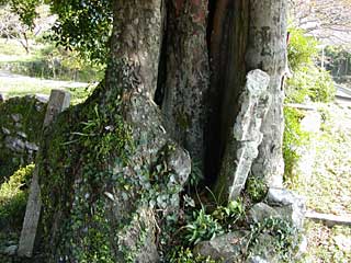 長全寺のナギの木