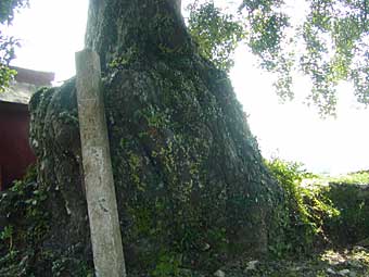 長全寺のナギの木