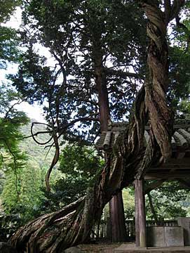 磐座神社拝殿前の藤