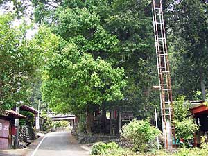 熊野神社遠景