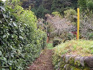 熊野神社遠景