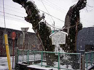 熊野神社御神木