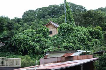 熊野神社遠景