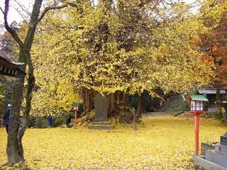 岩殿山観音堂の大イチョウ