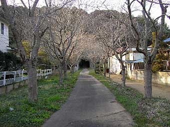 熊野神社参道