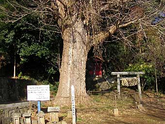 三熊野神社大銀杏