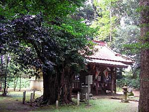 熊野神社大銀杏