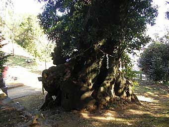 熊野神社ホルトノキ