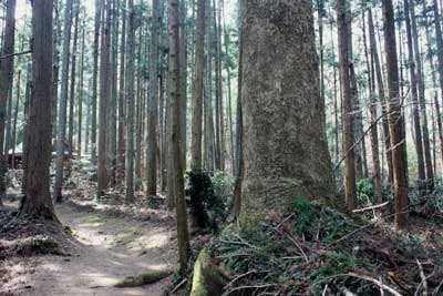 熊野神社参道