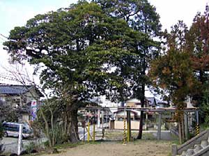 熊野神社御神木