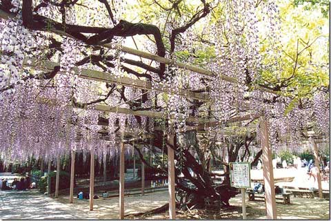 熊野神社末社「女碑」