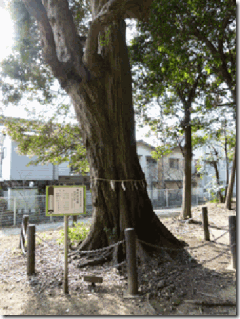 熊野神社スダシイ