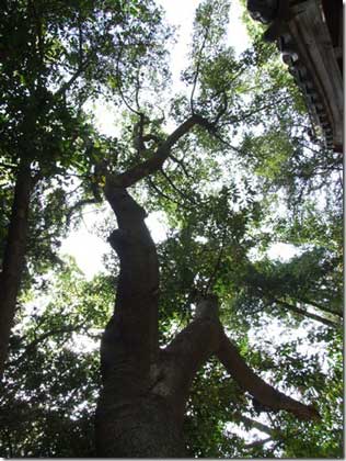 熊野神社オガタマ