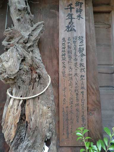 馬絹神社千年松