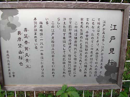 江戸見桜