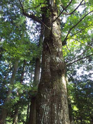 熊野神社境内