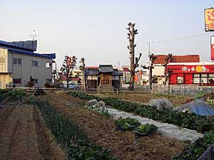 新熊野神社遠景