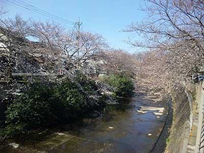 恩田川の桜