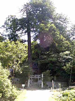 熊野神社と二本杉