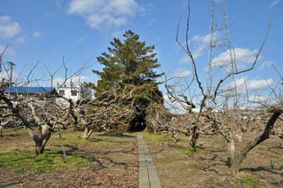 熊野神社本殿