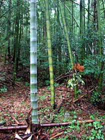 熊野神社境内