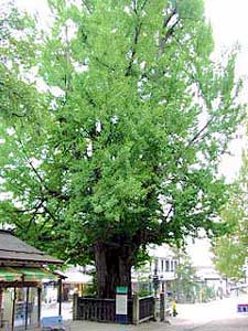 熊野神社大銀杏