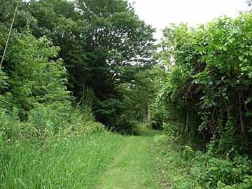 熊野神社参道