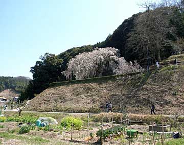 奥山田の枝垂れ桜