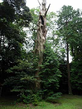 熊野神社境内