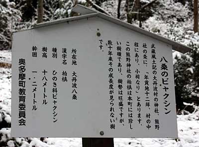 熊野神社ビャクシン