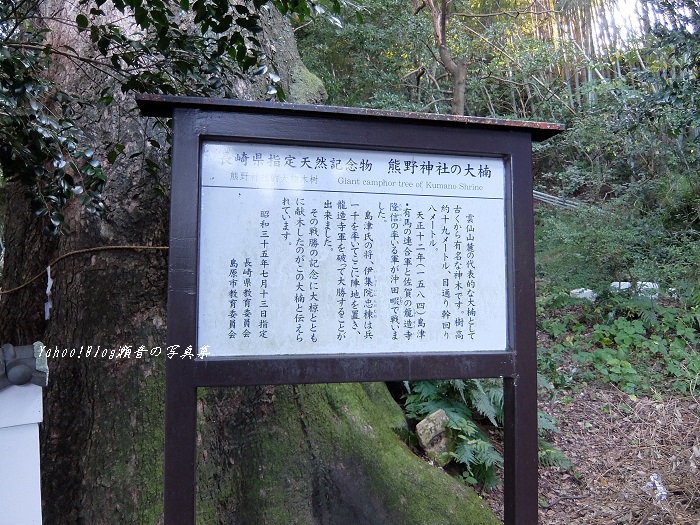 温泉熊野神社大楠の案内板