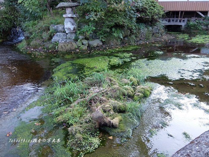 温泉熊野神社湧水池