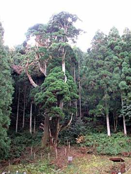 熊野十二所神社桃原のボタンスギ